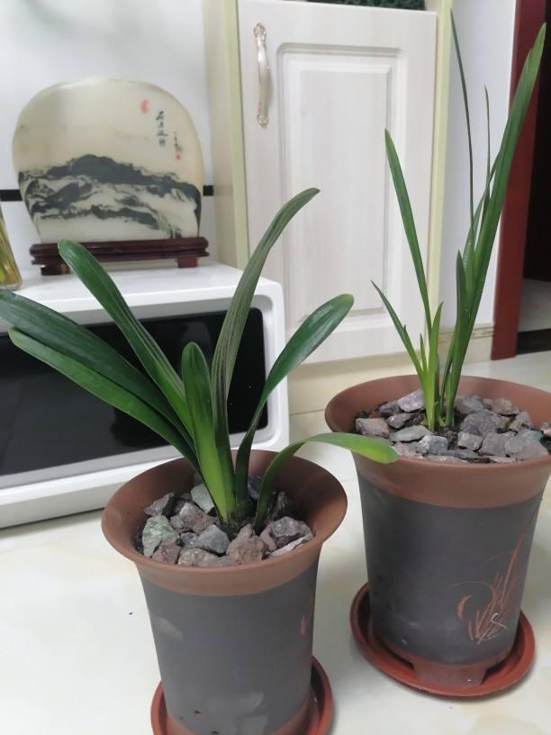 金钱榕扦插图片：掌握繁殖技巧，轻松养出繁茂盆栽