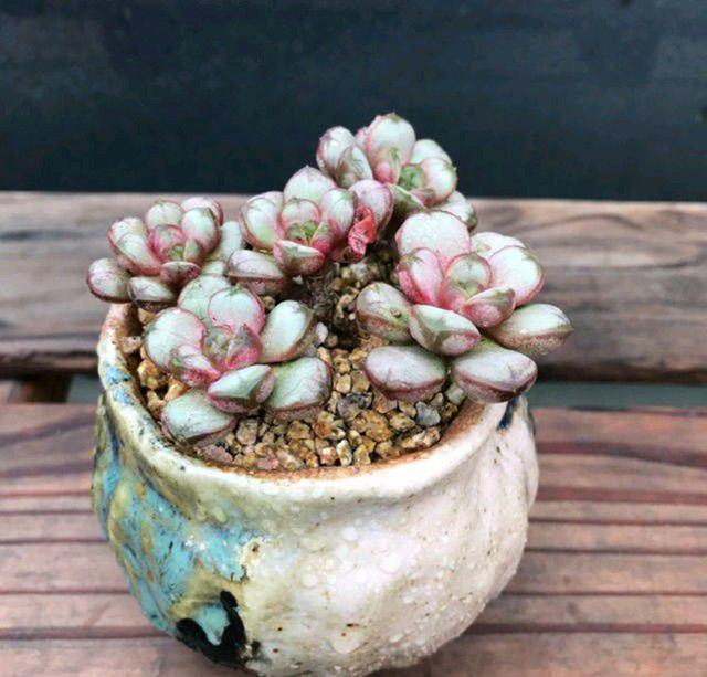 金枝玉叶什么时候扦插？掌握最佳时机，养出繁茂盆栽