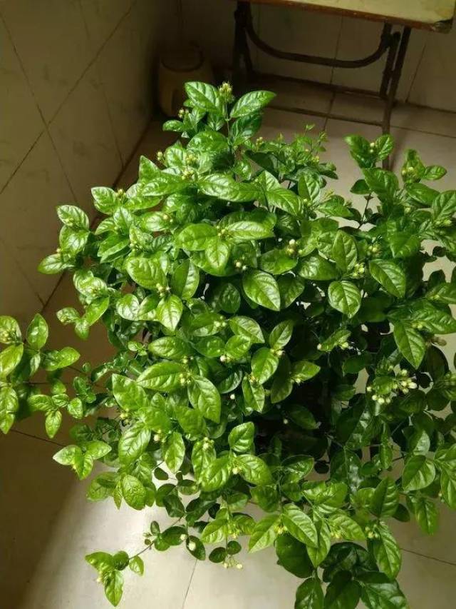 鹿角海棠扦插多久生根？掌握技巧，提高成活率